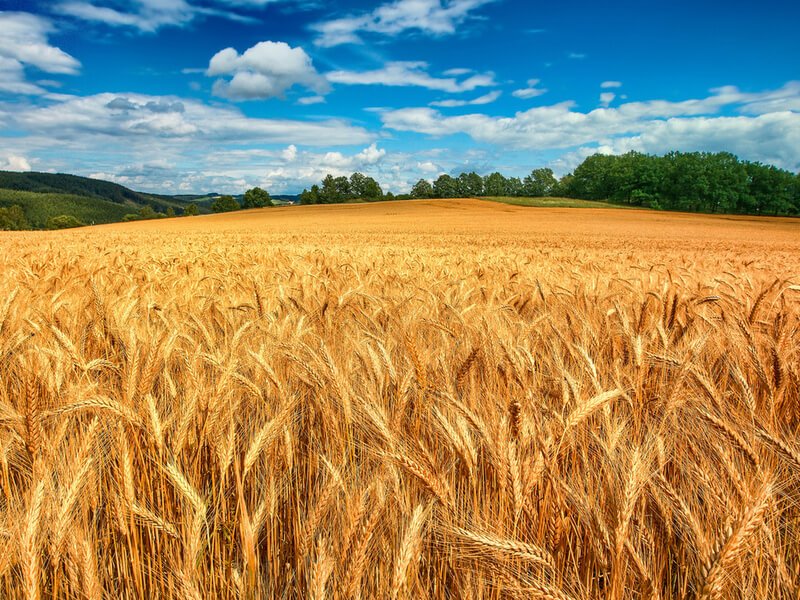 Wheat