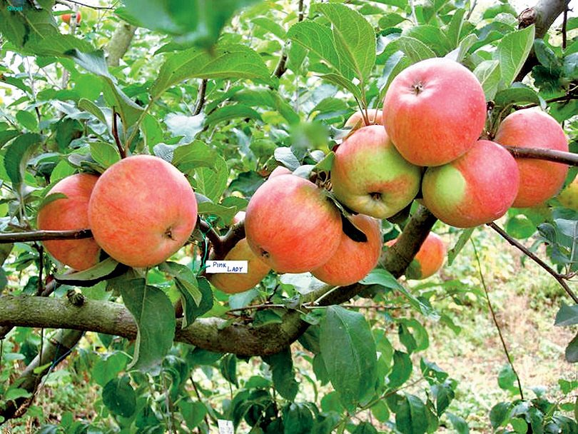 Apple "Pink Lady"