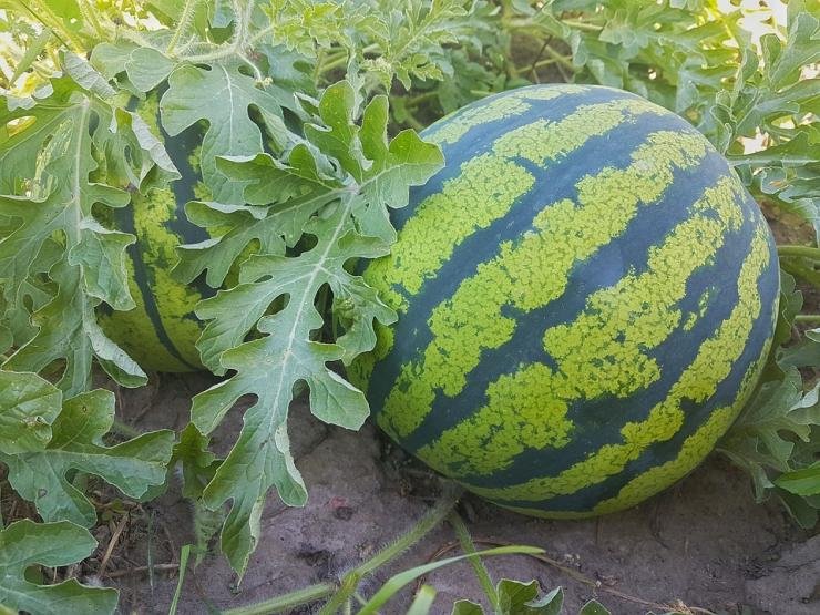 Watermelon "Shirin"