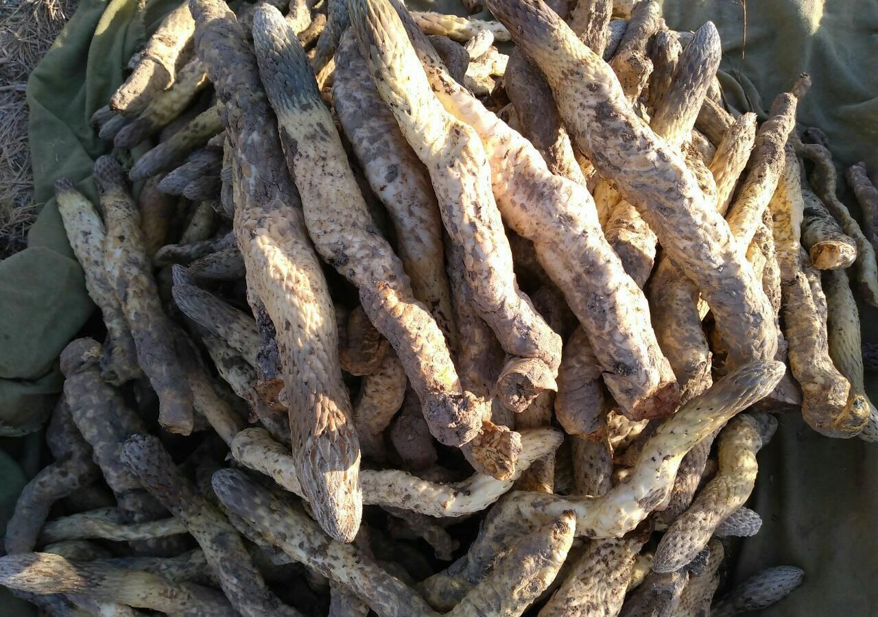Лакрица (солодка)