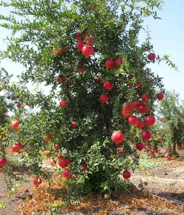 Fresh pomegranate