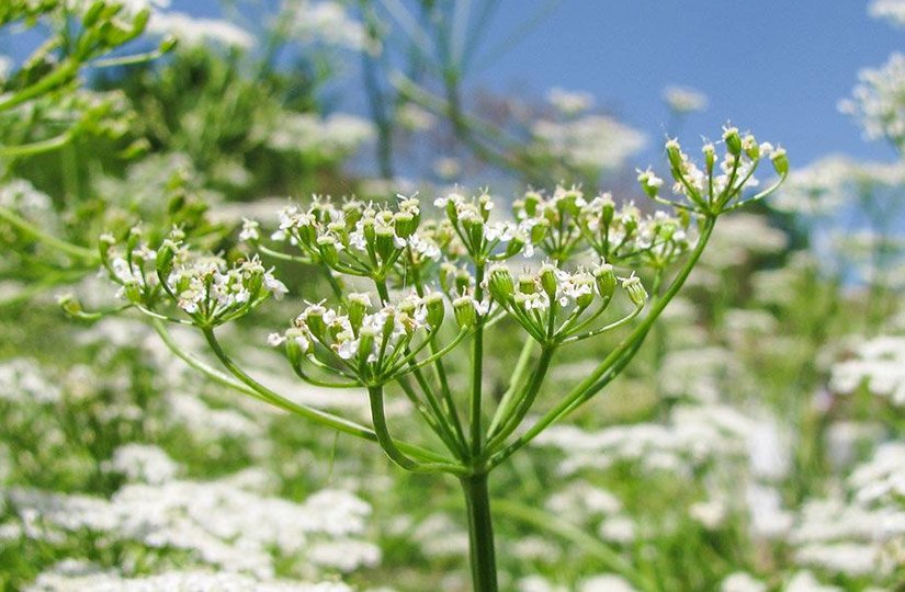 孜然（cumin）