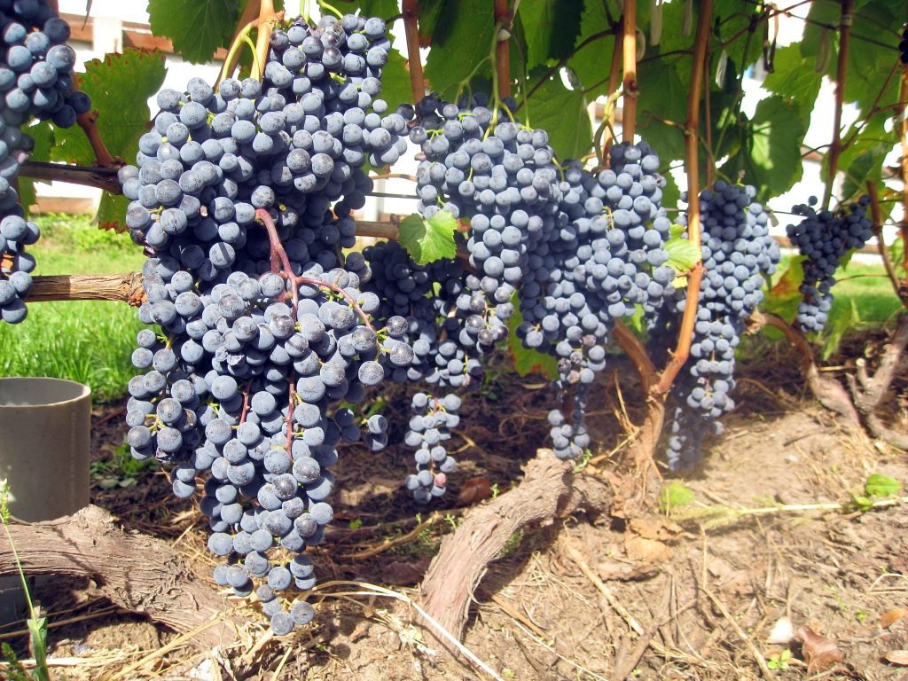 Виноград «Кишмиш чёрный»
