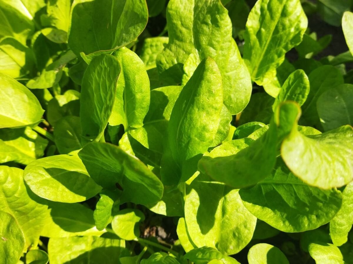 Fresh Sorrel