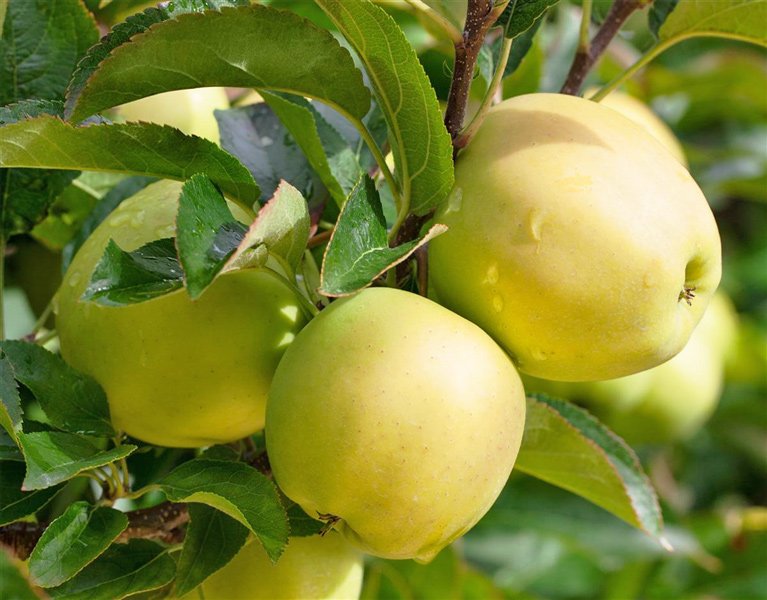 Golden Delicious Apple