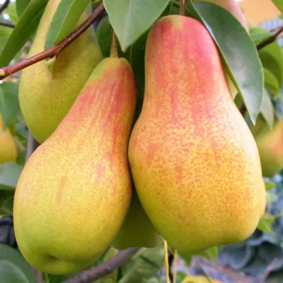 The Abbot Fetel pear